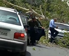 لحظه شکستن و افتادن درخت روی خودرو ۲۰۶ در شیراز (فیلم)
