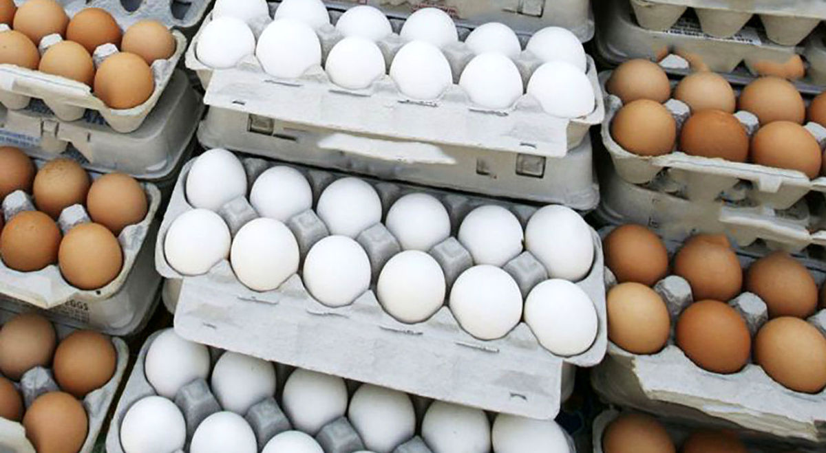 صادرات مرغ و تخم مرغ آزاد شد