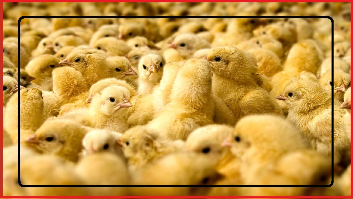 اتحادیه مرغ گوشتی: تولید مرغ دیگر صرفه اقتصادی ندارد / 50 درصد مرغداران جوجه ریزی نکرده‌اند / تابستان قیمت مرغ سر به فلک می‌کشد