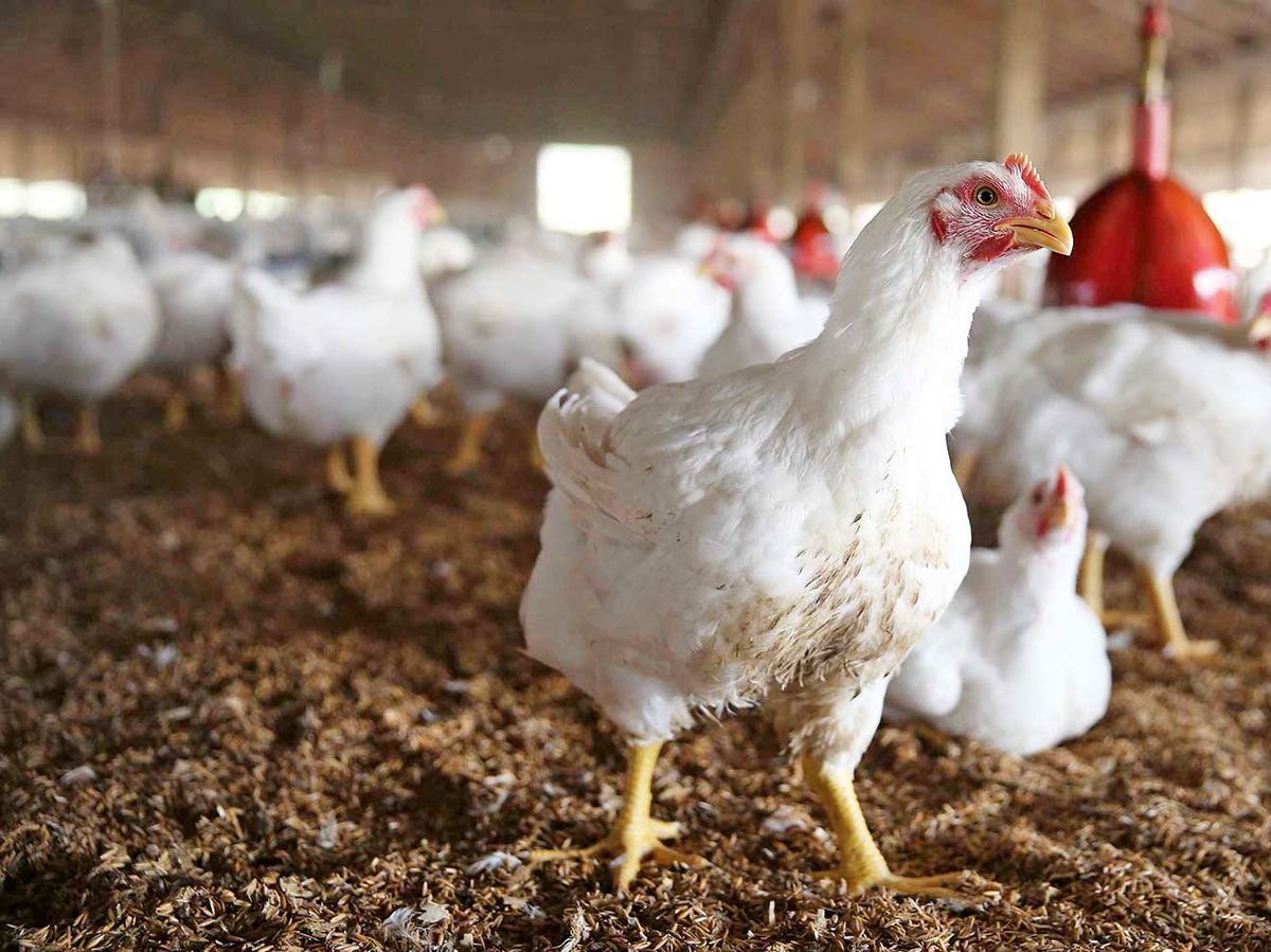 اتحادیه مرغ گوشتی: تولید مرغ دیگر صرفه اقتصادی ندارد/ ۵۰ درصد مرغداران جوجه ریزی نکرده‌اند/ تابستان قیمت مرغ سر به فلک می‌کشد