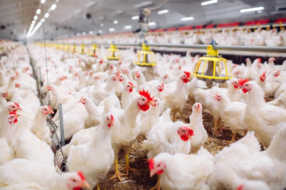 اتحادیه مرغ گوشتی: ۵۰ درصد مرغداران جوجه ریزی نکرده‌اند/ تابستان قیمت مرغ سر به فلک می‌کشد