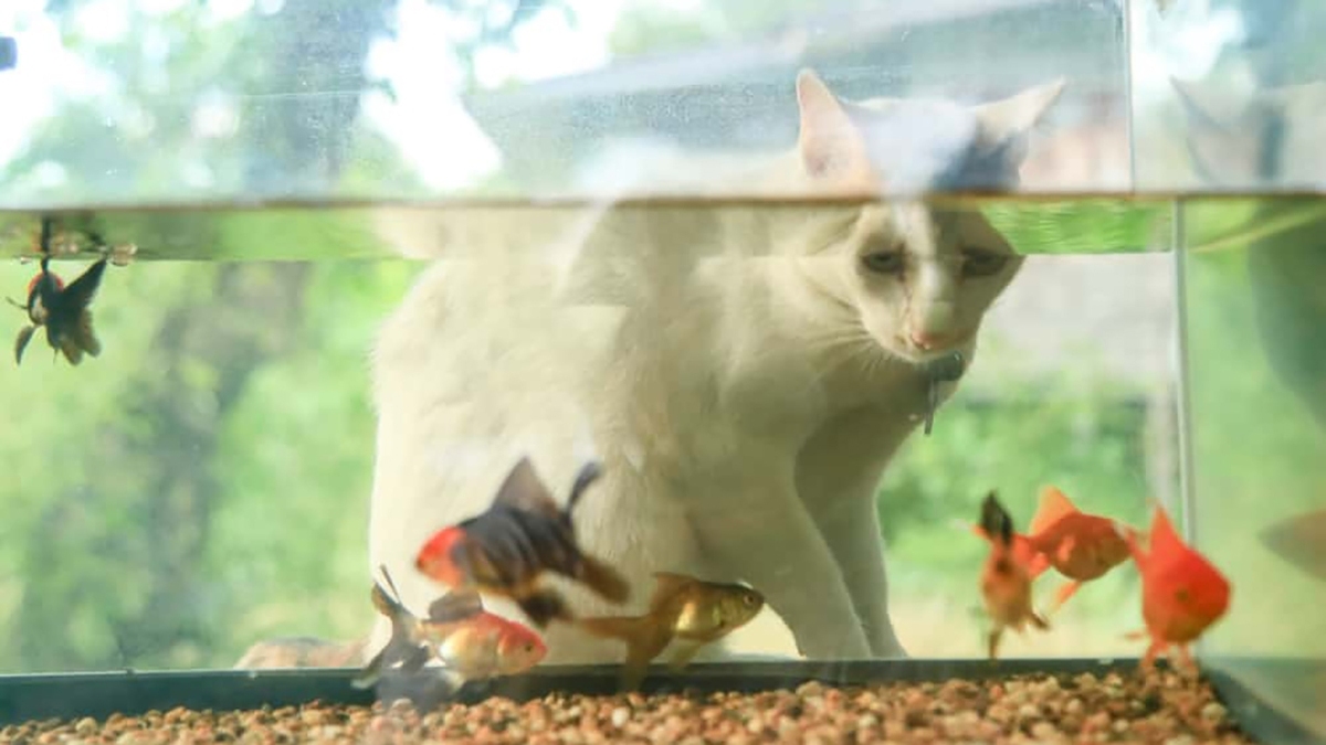 ببینید| حمله ماهی گوشتخوار به گربه‌ای که دستش را داخل آکواریم برد