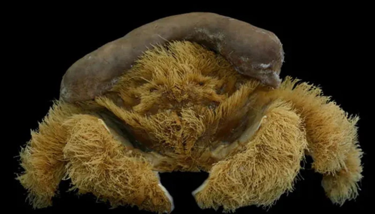 کشف گونه ترسناک جدیدی از خرچنگ که بدنش پوشیده از مو است (+عکس)
