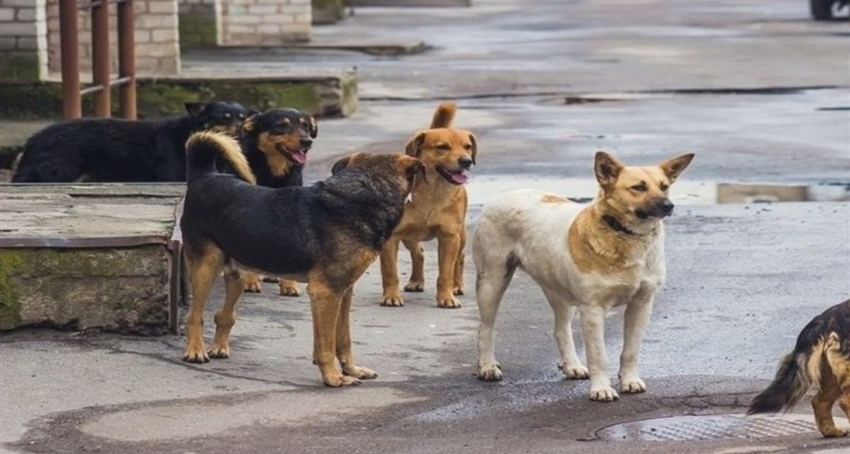 روزنامه رسالت: حمایت کاریکاتوری، نمایشی و بیمارگونه از حقوق حیوانات، باعث بیشتر شدن تعداد سگ‌های ولگرد شده