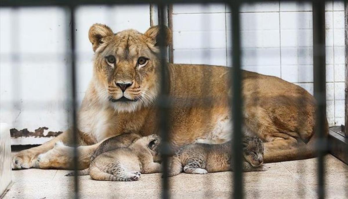 ببینید | فخرفروشی با باغ وحش‌های شخصی در ایران
