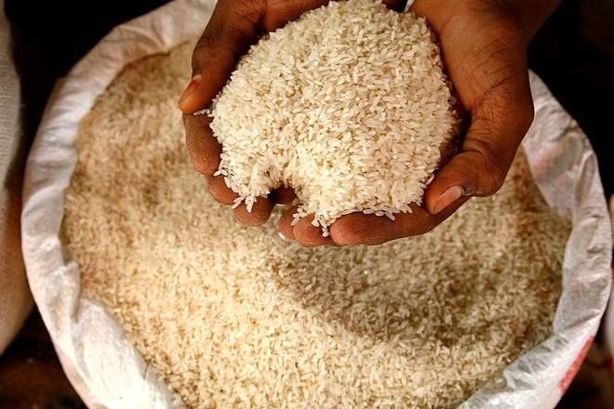 تولید ۷۰ درصد نیاز برنج کشور در داخل