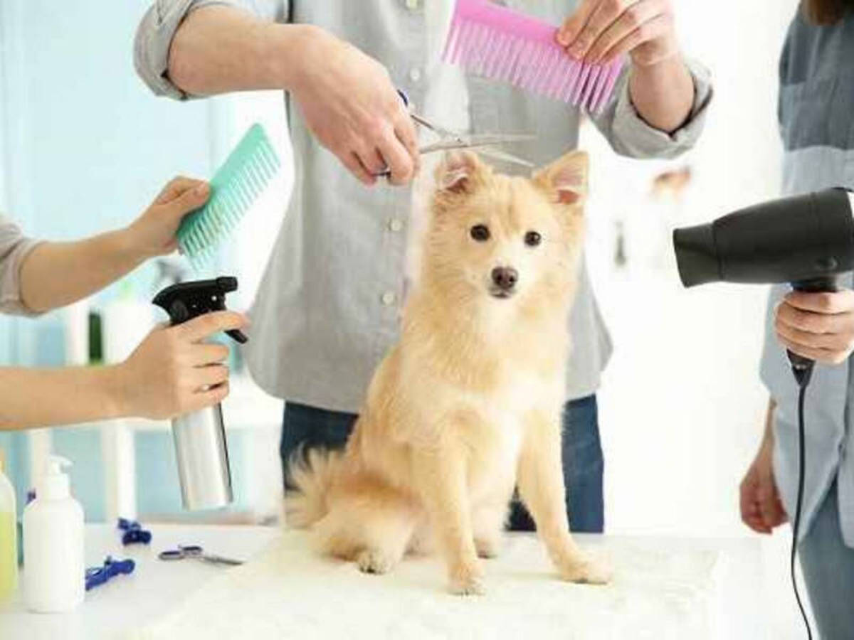 خلاق‌ترین آرایشگر سگ ها (عکس)