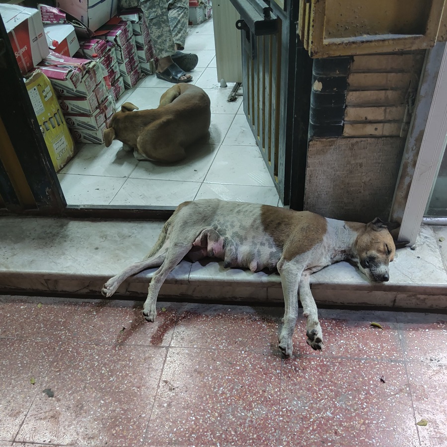 ببینید| یک مغازه‌دار در بازار بندرعباس چطور به سگ‌ها اجازه داده تا هنگام خواب از خنکی مغازه‌اش استفاده کنند