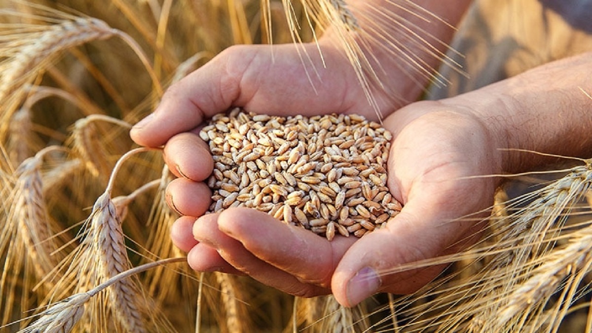 توقیف ۳۵۰ تن گندم بذری آلوده در مازندران