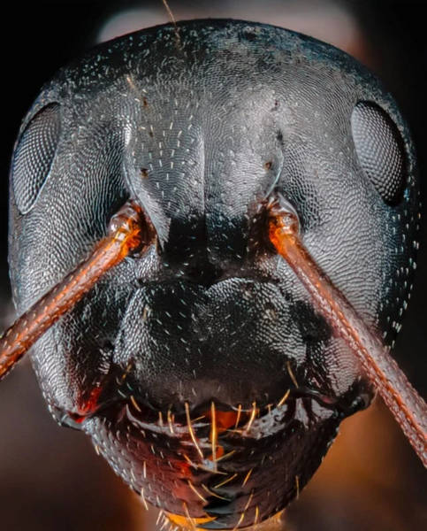 چهره ترسناک مورچه‌ها (عکس)