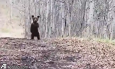 ببینید| تلاش خنده‌دار یک بچه خرس برای ترساندن فیلمبردار