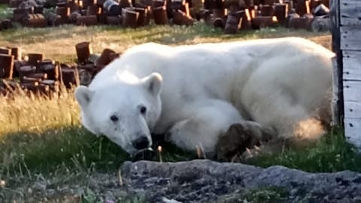 ببینید| گیر کردن قوطی شیر در دهان خرس قطبی