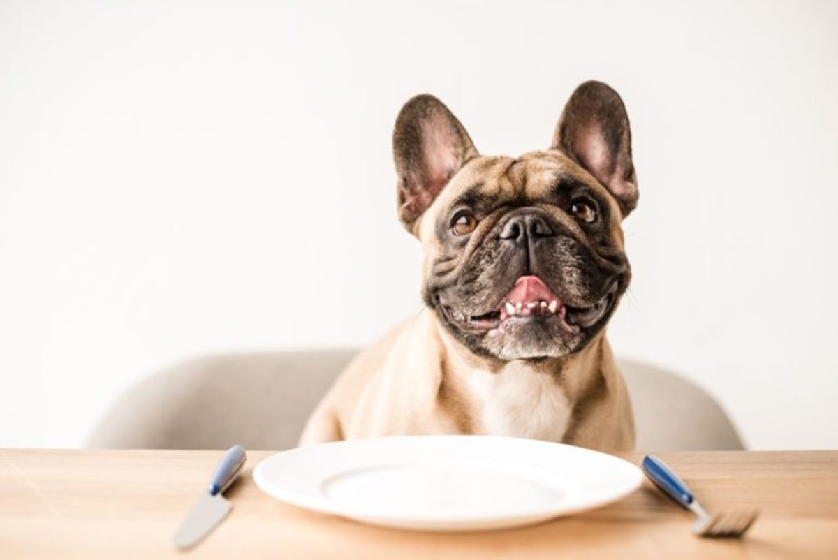 سگ‌ ها کدام غذای انسان ها را می‌ توانند بخورند؟