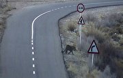 ببینید| بازسازی واکنش حیوانات به خودروهای عبوری در جاده