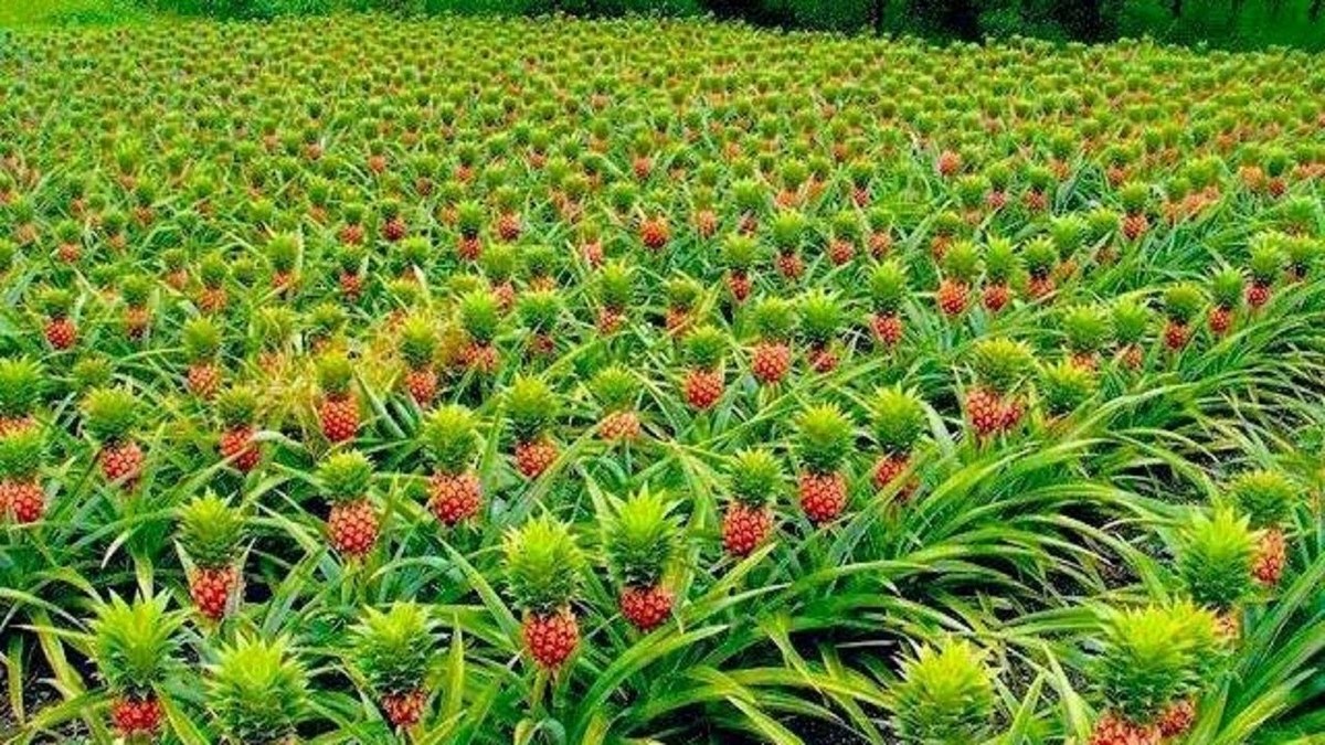 ببینید| سفر جالب آناناس از کاشت تا برداشت/ یک مزرعه چطور بیش از ۷۰ میلیون آناناس تولید می‌کند؟