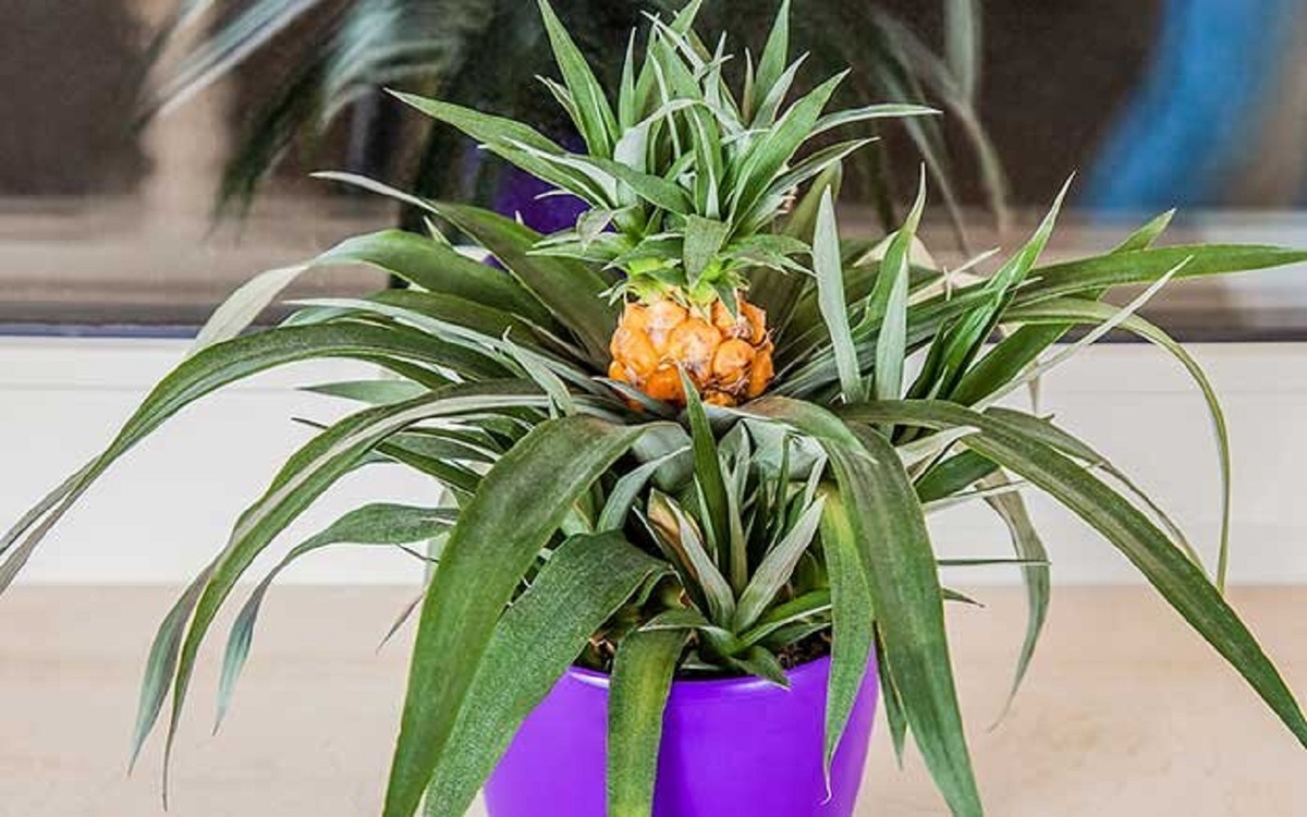 در گلدان خانه تان به راحتی آناناس بکارید (+عکس)