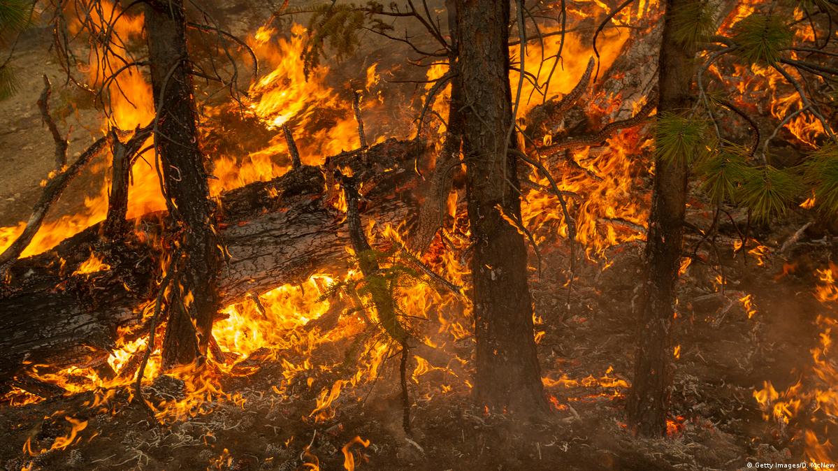 7 کشته در آمریکا به دلیل آتش‌سوزی جنگل/ سقوط یک بالگرد هنگام مهار آتش سوزی