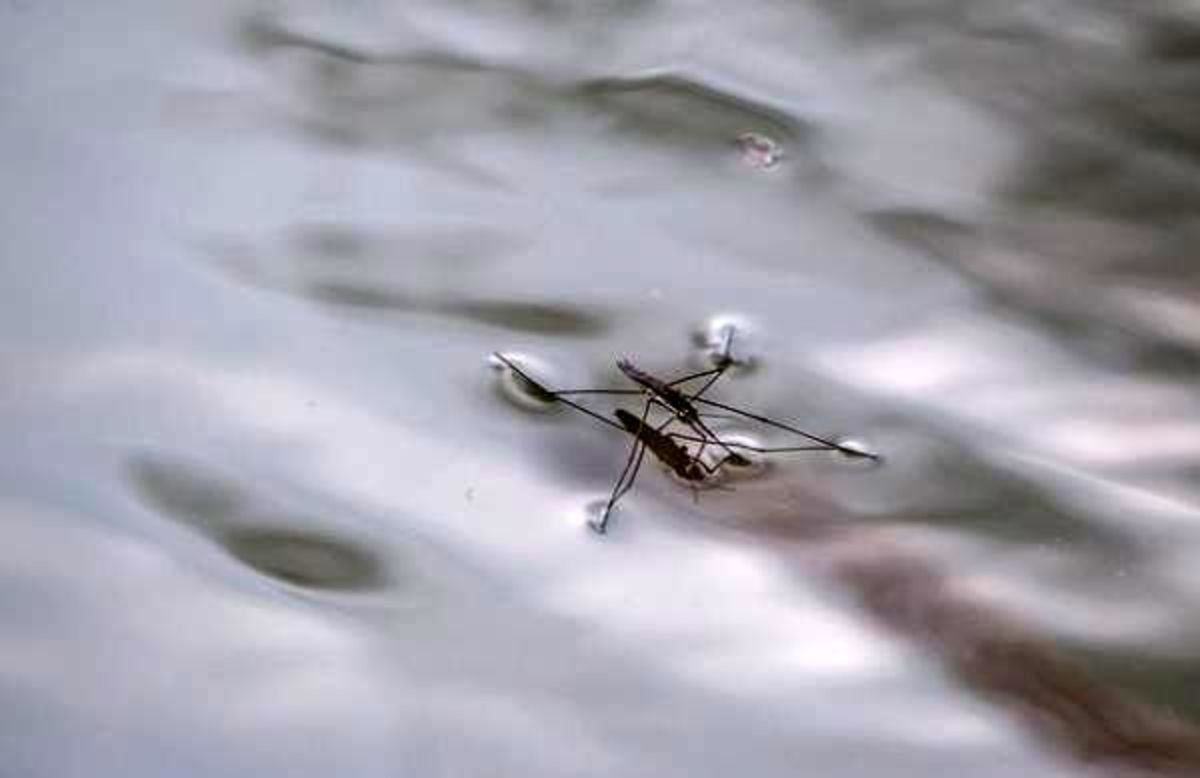ببینید | واکنش حشرات روی آب به صدای موسیقی