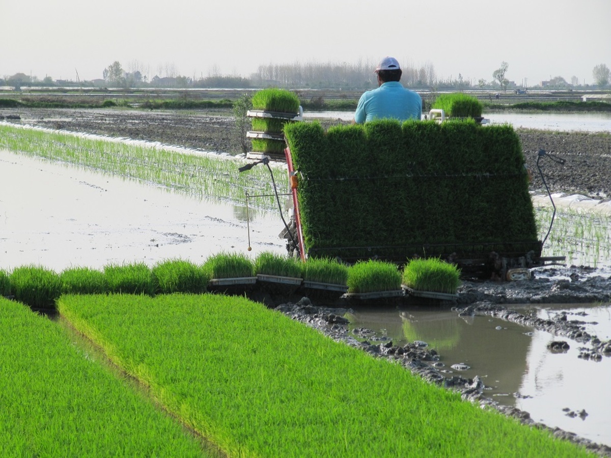 ببینید | کاشت مکانیزه برنج در مزارع چین