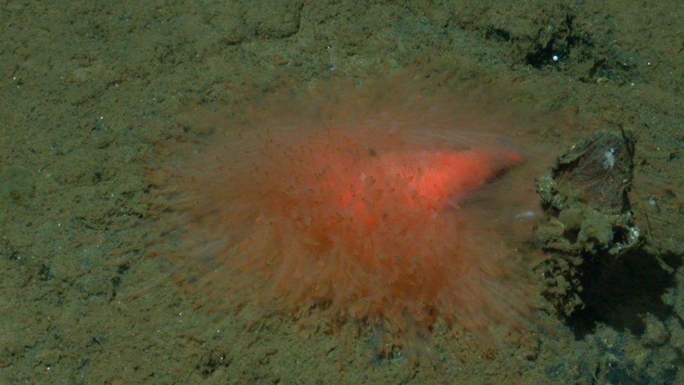 کشف یک موجود دریایی فوق‌العاده عجیب در اعماق دریا (+عکس)