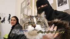 ببینید| اولین هتل ۵ ستاره مخصوص گربه‌ها در عربستان سعودی افتتاح شد/ شیک و راحت
