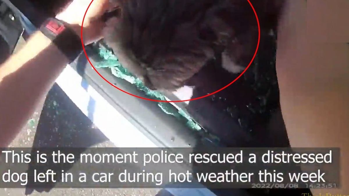 ببینید| نجات سگ در لحظات آخر توسط پلیس