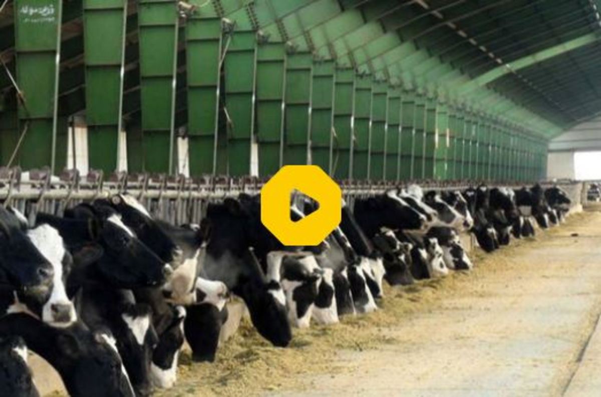 ببینید | زندگی لاکچری گاوها؛ آینده صنعت دامداری
