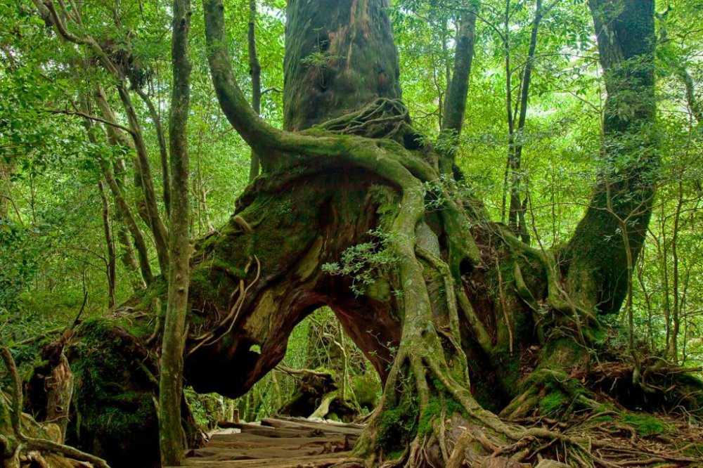 آشنایی با قدیمی ترین جنگل های جهان
