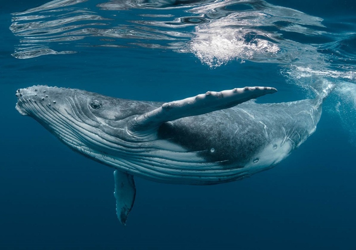 ببینید| کشف لاشه نهنگ ۱۵ متری در هندیجان
