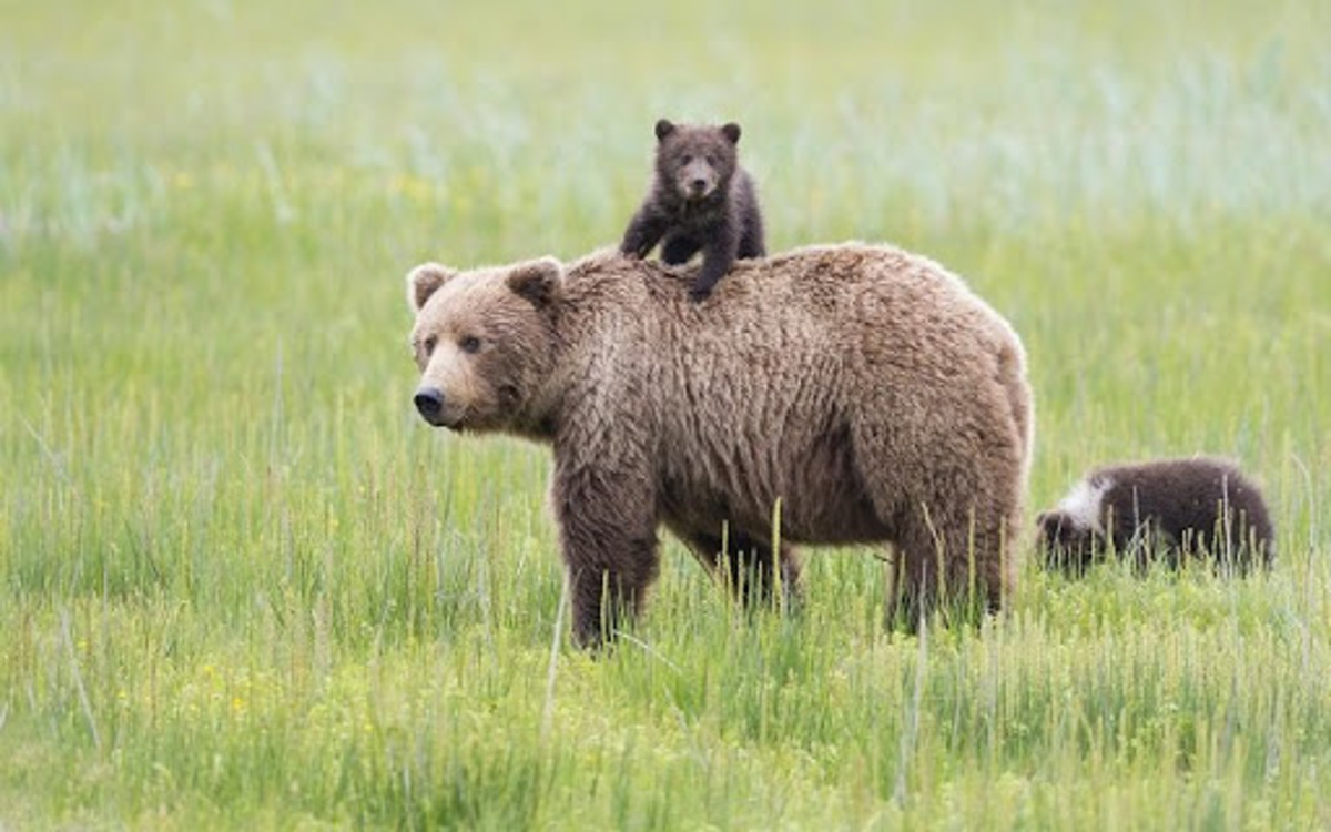 ببینید | حضور غافلگیرگننده خرس و توله‌هایش سر سفره صبحانه کوهنوردان