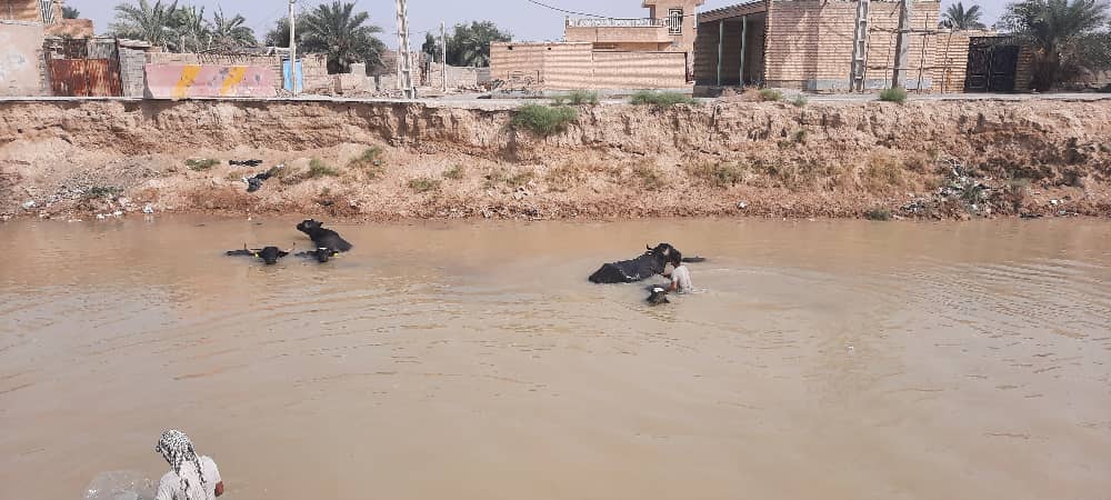 خوزستان؛ نهر عبودی پرآب شد؛ گاومیش ها خوشحال شدند