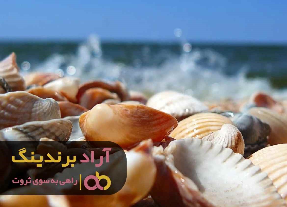 چرا امسال قیمت خرید صدف معدنی شکری کاهش یافت؟