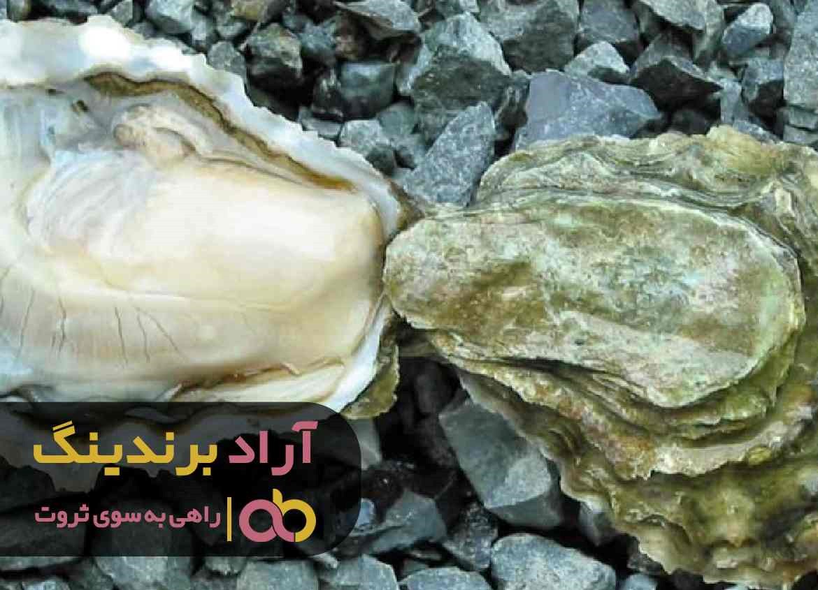 چرا امسال قیمت خرید صدف معدنی شکری کاهش یافت؟