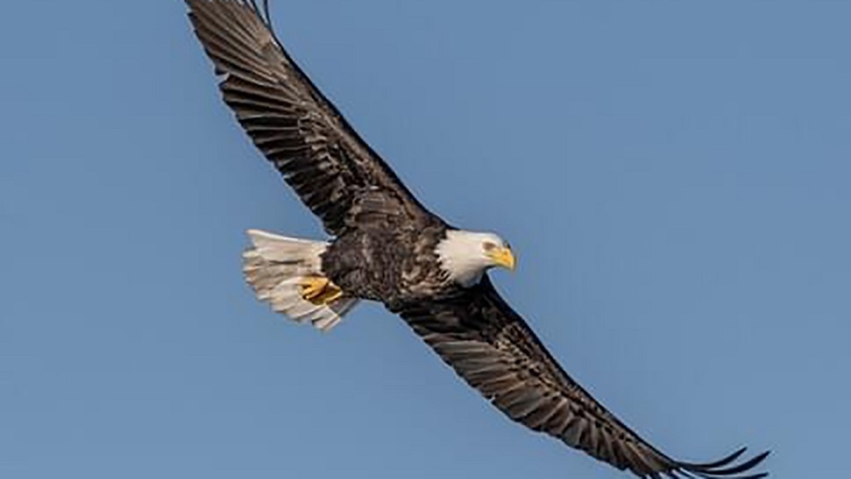 ببینید| غذا دادن به عقاب در حال پرواز