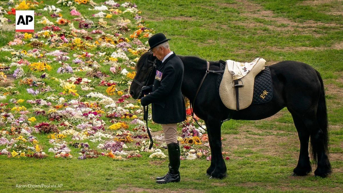 تصویری از ادای احترام اسب ملکه به تابوت وی!