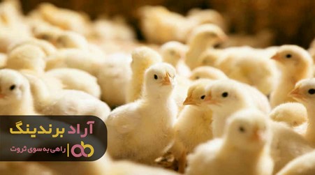 پرورش جوجه یک روزه زرد نیاز به چه مراقبت هایی دارد؟