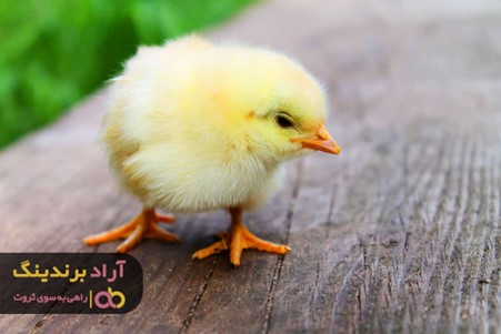 پرورش جوجه یک روزه زرد نیاز به چه مراقبت هایی دارد؟