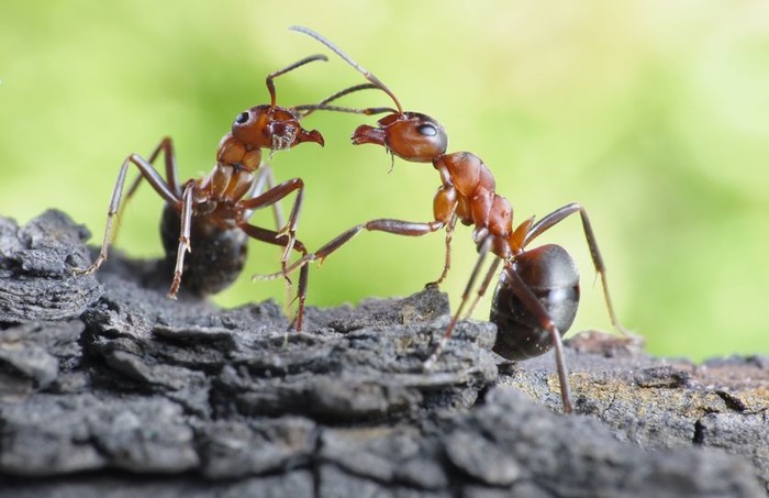 چه تعداد مورچه روی سیاره زمین وجود دارند