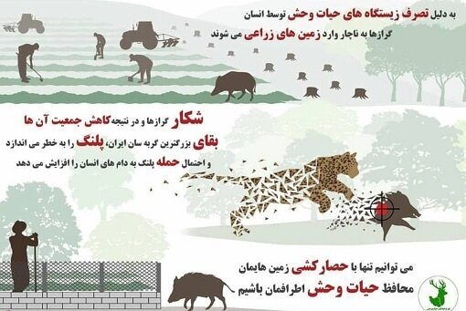 شیوع عجیب گرازخوری در برخی مناطق ایران/ شکارچی: رستوران‌ها از ما گوشت گراز می‌خرند