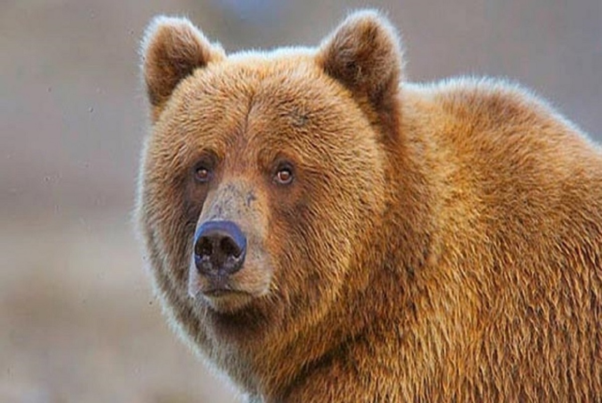 ببینید | ثبت تصاویر یک قلاده خرس قهوه‌ای در ارتفاعات رودبار گیلان