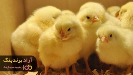 خرید جوجه یک روزه عروس با قیمت کاهش یافته
