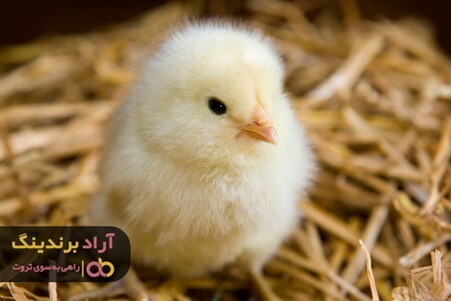 خرید جوجه یک روزه عروس با قیمت کاهش یافته