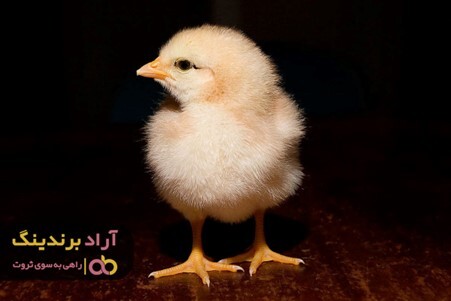 خرید جوجه یک روزه عروس با قیمت کاهش یافته