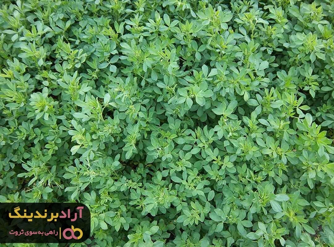 عرق یونجه برای کبد و پاکسازی آن بسیار مفید است