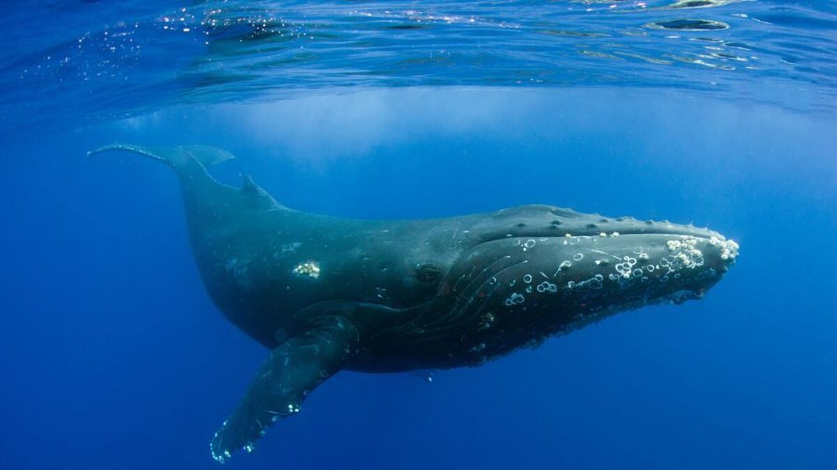 ببینید| مشاهده نهنگ‌ها از روی کشتی گردشگری