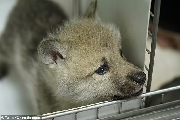 اولین گرگ قطبی شبیه سازی شده در چین متولد شد