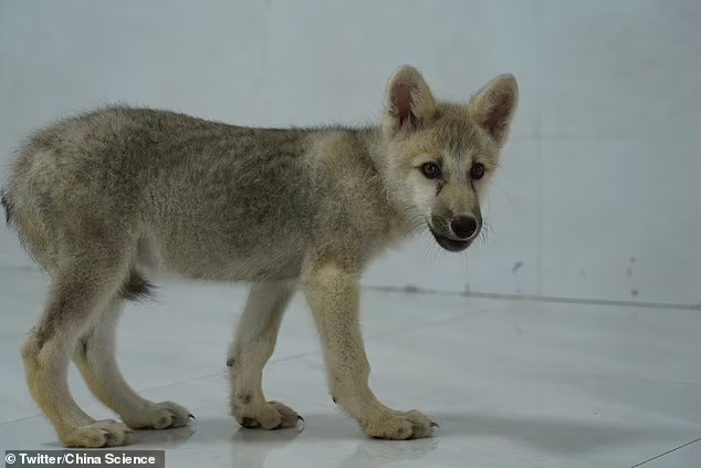اولین گرگ قطبی شبیه سازی شده در چین متولد شد