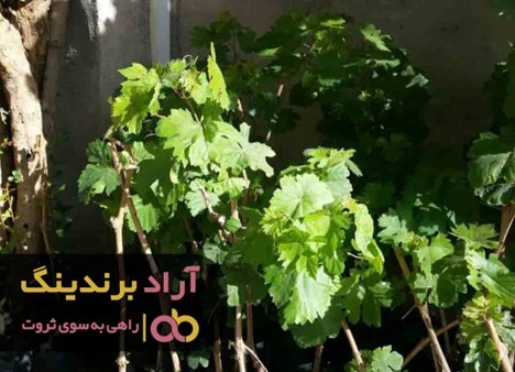 صادرات نهال انگور سیاه به اروپا