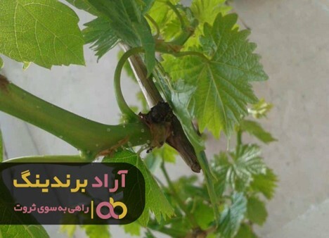 صادرات نهال انگور سیاه به اروپا