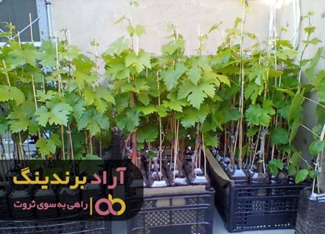 صادرات نهال انگور سیاه به اروپا